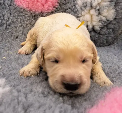 Golden Retriever  Boulette photo 2