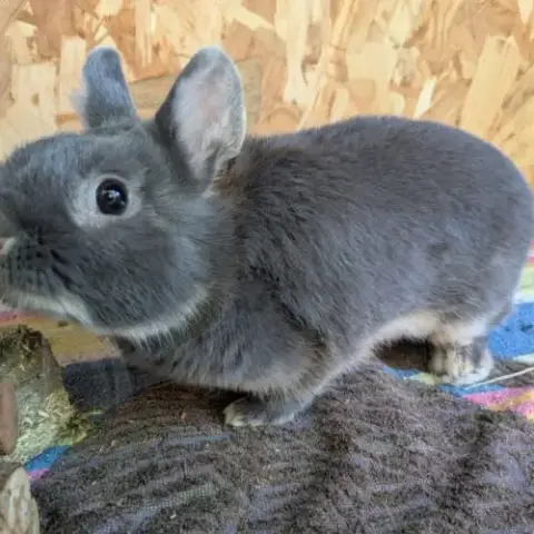 Femelle Lapin Nain, 5 Mois