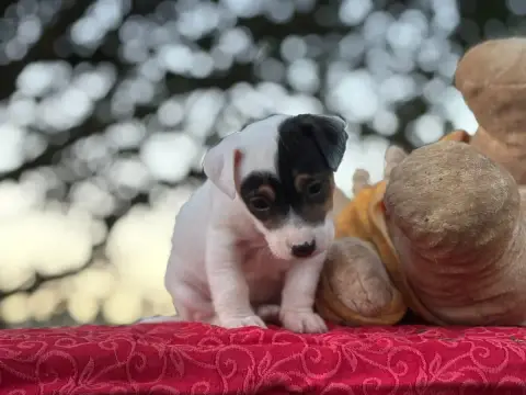 Jack Russell Terrier  Bidule Du Domaine Des Pattes Do 1aff1