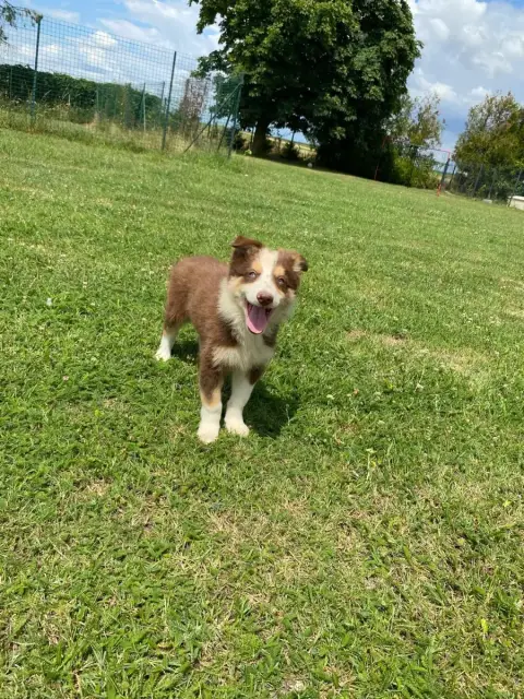 Border Collie  Chiot N°3 Des Gardiens D'Athéna