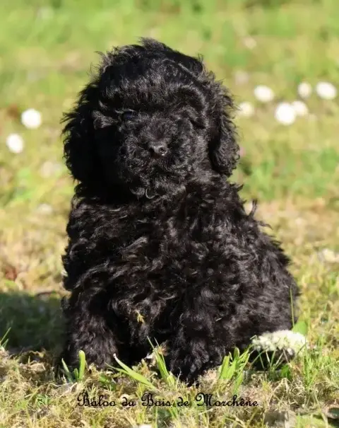 Caniche  Baloo Du Bois De Morchène photo 2