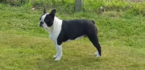 Boston Terrier  Bonnie Du Domaine De La Cour Souverai cade7 photo 2