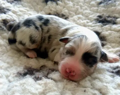 Berger Australien  Chiot 8 Des Regards Brulants