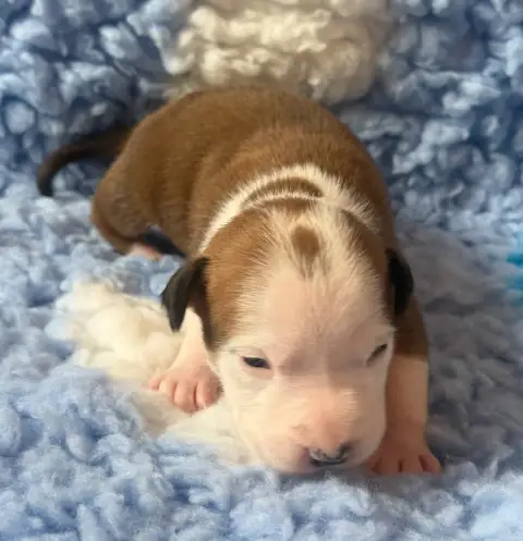 American Staffordshire Terrier  Brabus Des Fauves Du  57ea2 photo 2