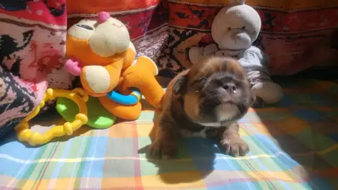 Lhassa Apso photo 2