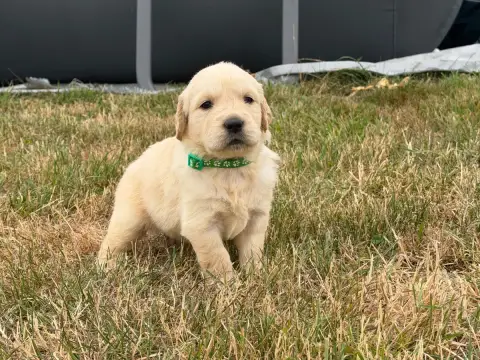 Golden Retriever 
                        Mâle Collie 0bc54