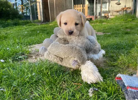 Labrador Retriever  Collier Jaune B Des Feux D'Or