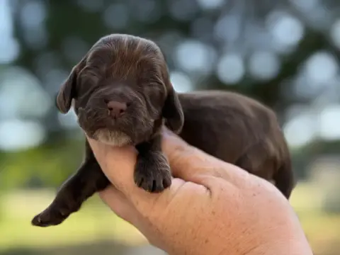 Cocker Spaniel Anglais  Femelle Chocolat Du Clos De L 3bf73