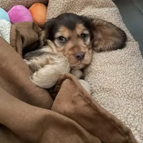 Chiots Cockers Anglais