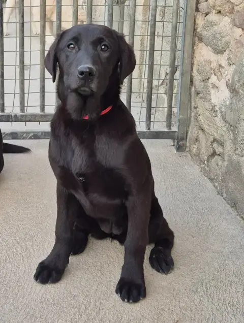 Labrador Retriever  Alia Of Glen Sheallag