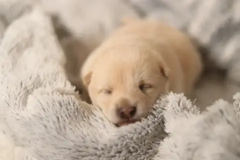 Shiba