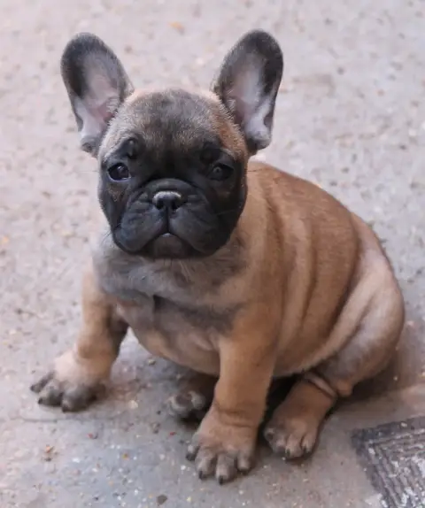 Bouledogue Français photo 2