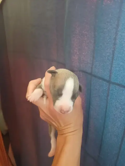 Whippet  Bailey De Lev'Horse