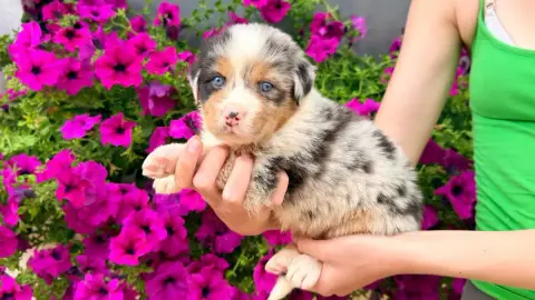 Berger Australien  Chiot 5 Des Glaciers De Cristal
