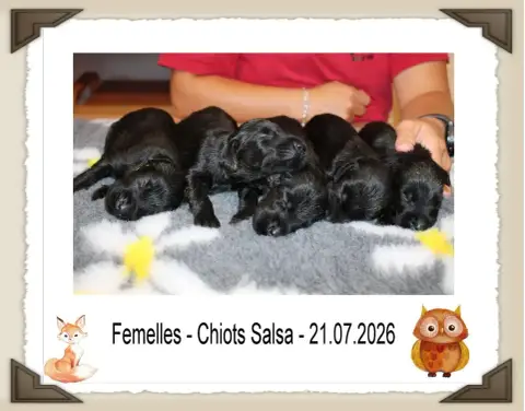 Flat Coated Retriever 
                        Chiot  ebbd1