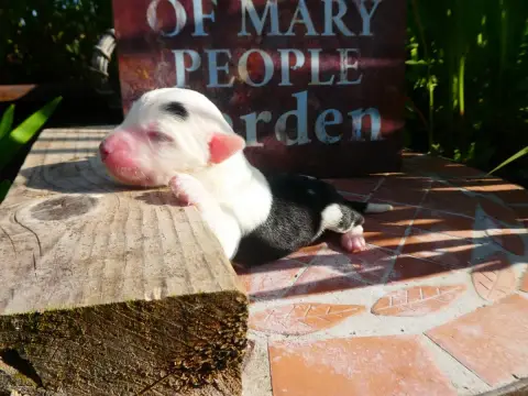 Bobtail  Chiot 6 Of Mary People