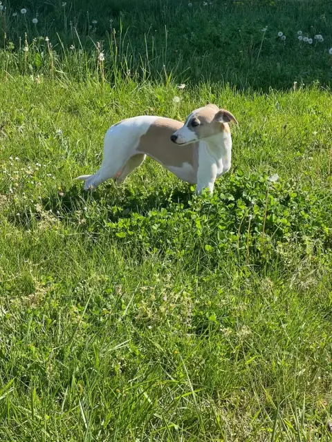 Whippet  Bounty De L Eternel Mitness