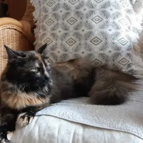 Nala