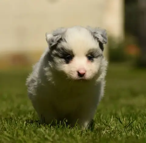 Border Collie  Chiot N°2 Des Collines De Sagne