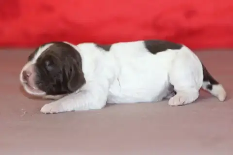 English Springer Spaniel photo 3