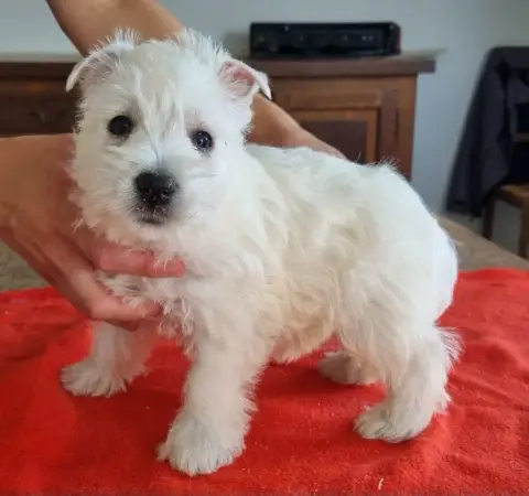 West Highland White Terrier  Chiot N°3 008 Des Hirond 8c0cf photo 2