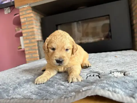 Golden Retriever  Chiot N°4 photo 2