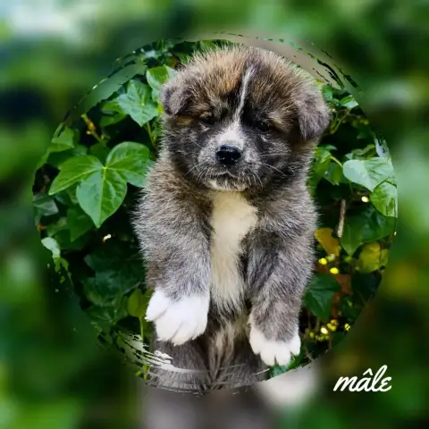 Akita  Chiot N°1