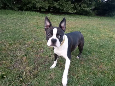 Boston Terrier  Chiot 5 photo 3