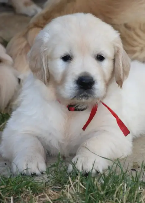 Golden Retriever  Miss Rouge Des Grenouillettes Du Ve 8f150
