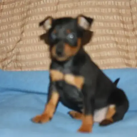 Chiot Pinscher Lof