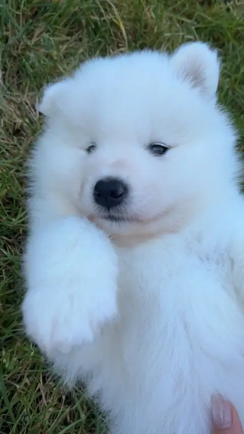 Samoyède  Chiot N°2