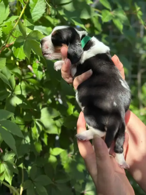 Basset Hound  Baron Collier Vert Tricolore Du Berceau f6774 photo 3