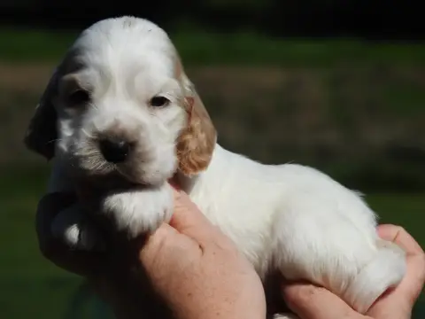 Cocker Spaniel Anglais  Mâle Orange Et Blanc Du Clos  95072