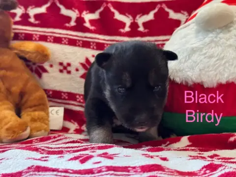 Siberian Husky  Black Birdy Mahigan