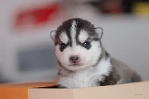 Siberian Husky  Chiot 5 Of The Land Of Midnight