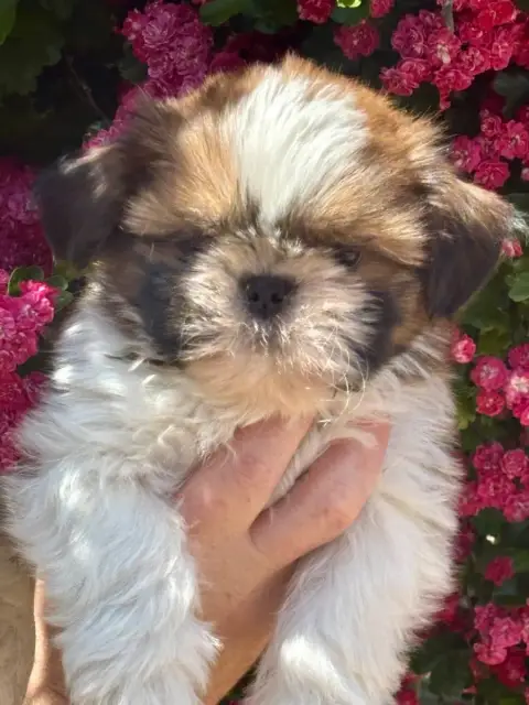 Shih Tzu  Barbidou De La Baronnerie Des Cuillerdier 92be9
