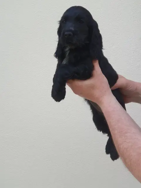 Cocker Spaniel Anglais  Breizh De Lambaol photo 2