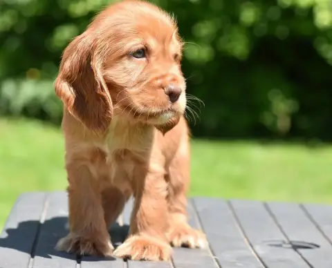Cocker Spaniel Anglais  Boris D'Oup- photo 2