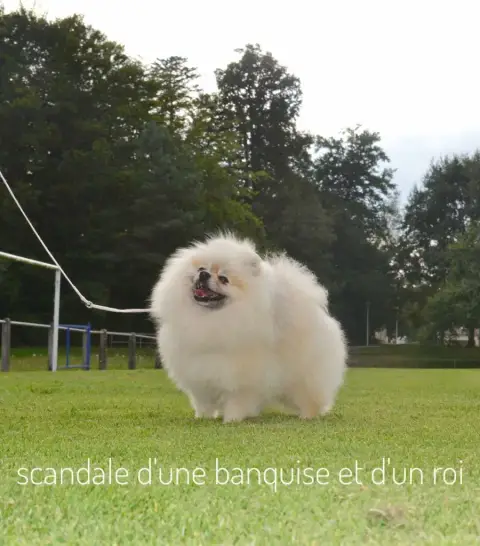 Spitz Allemand  Brillante Rumi Des Lys D Or Et D Arge 7d380 photo 3