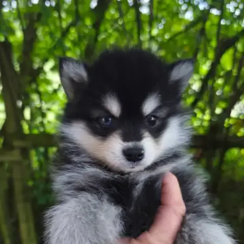 Chiot