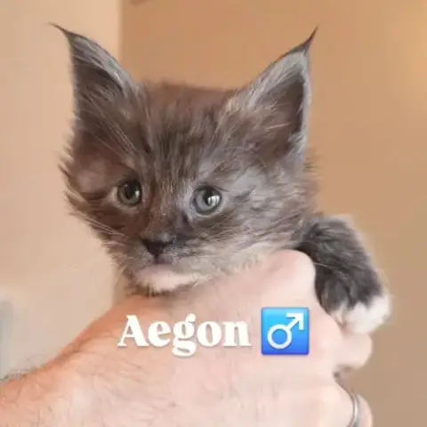 Maine Coon – Daenerys & Aegon