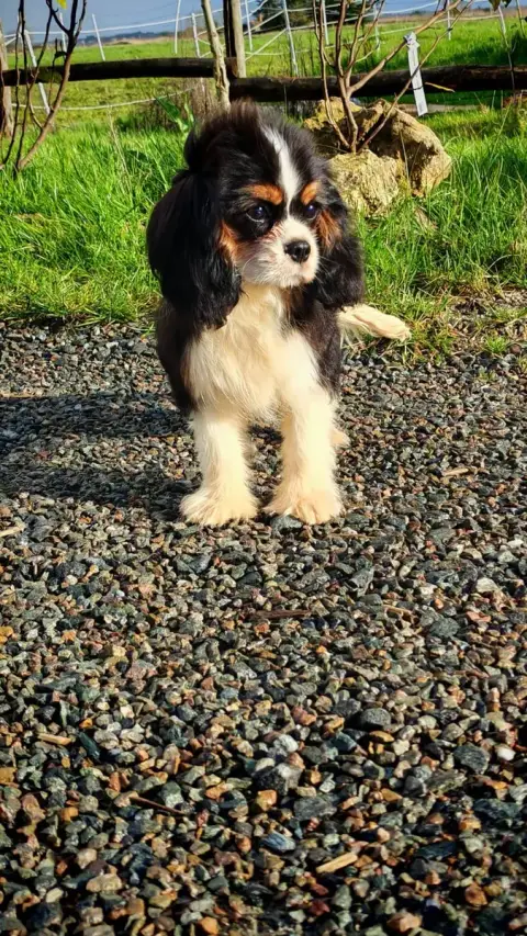 Cavalier King Charles Spaniel  Accroche Coeur Du Doma 18743 photo 2