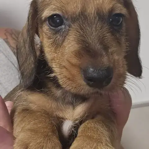 Teckel Nain/Kaninchen Poil Dur