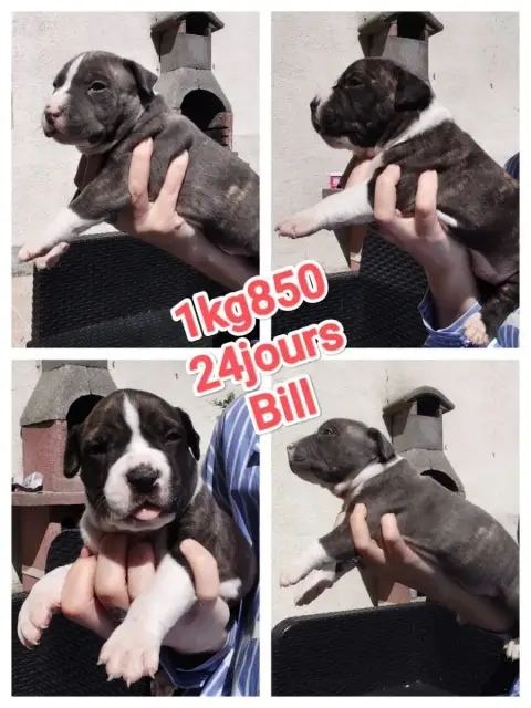 American Staffordshire Terrier  Bill