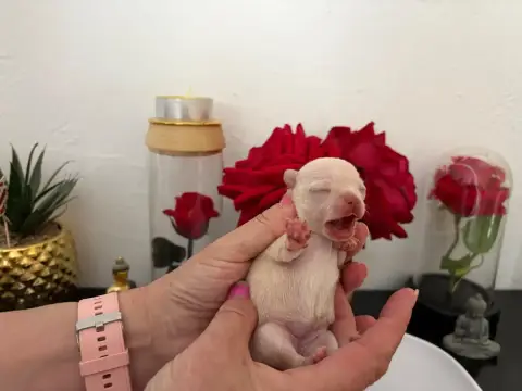 Chihuahua  Belinda. Des Roses De Lolita photo 2