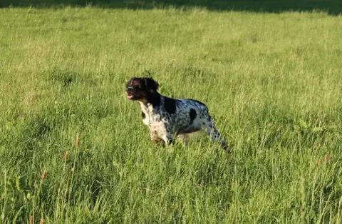 Epagneul Breton  Chiot 1 Du Mas De Paulon photo 2