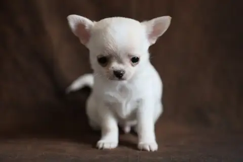 Chihuahua  Chiot N°2 Du Royaume De Matiliane
