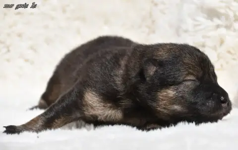 Eurasier  Chiot 5 Des Legendes De Retz photo 2