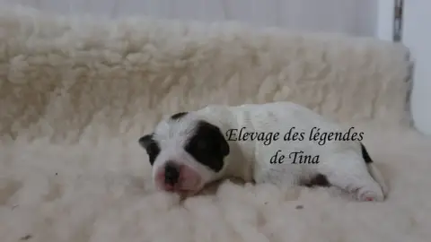 Jack Russell Terrier  Boston Des Légendes De Tina
