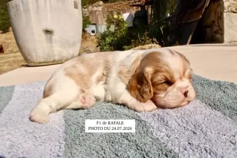 Cavalier King Charles Spaniel 
                       cae00 photo 2